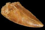 Raptor Tooth - Real Dinosaur Tooth #102713-1
